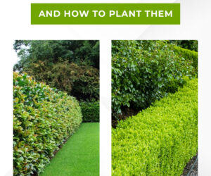 Top 10 Best Plants for Hedges and How to Plant Them