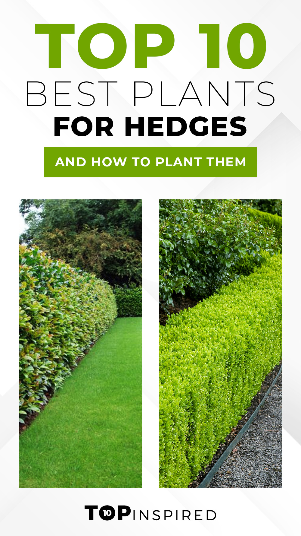 best-plants-for-hedges
