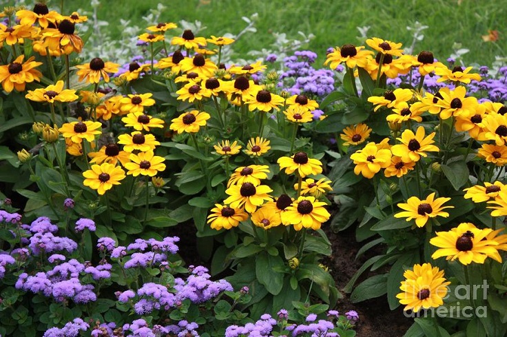 black-eyed-susan