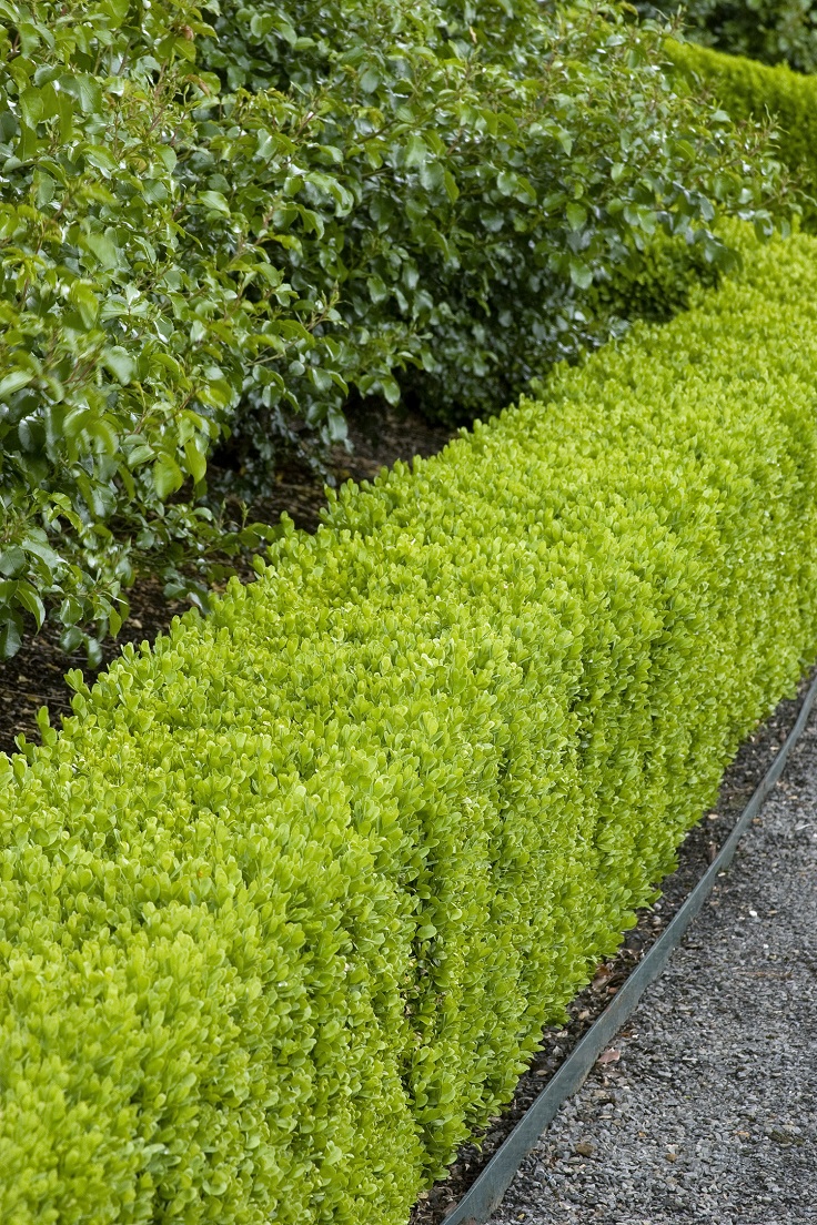 hedge bushes