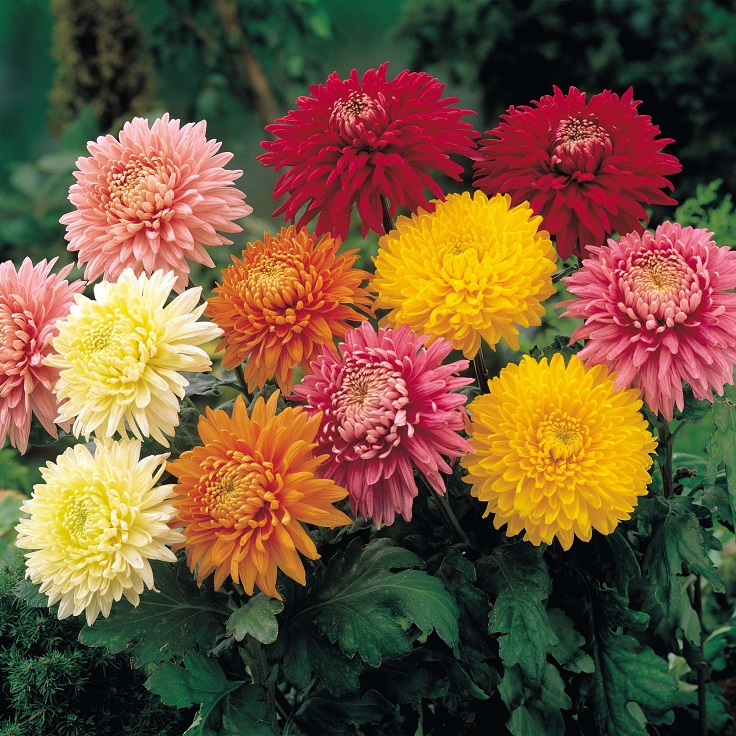 chrysantemum