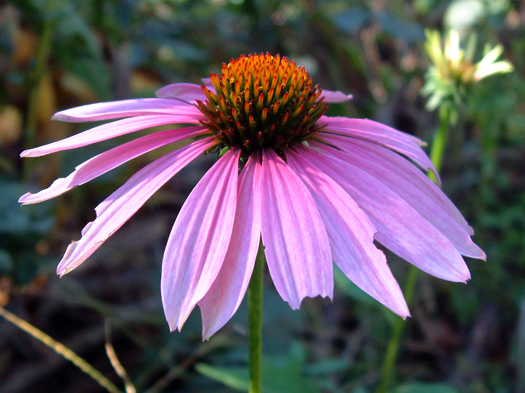 coneflower