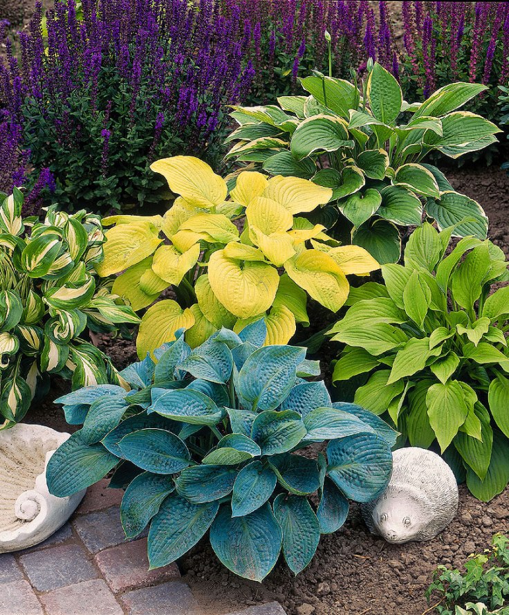 hosta