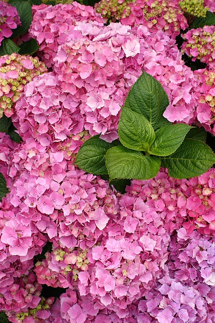 hydrangea-14249_640