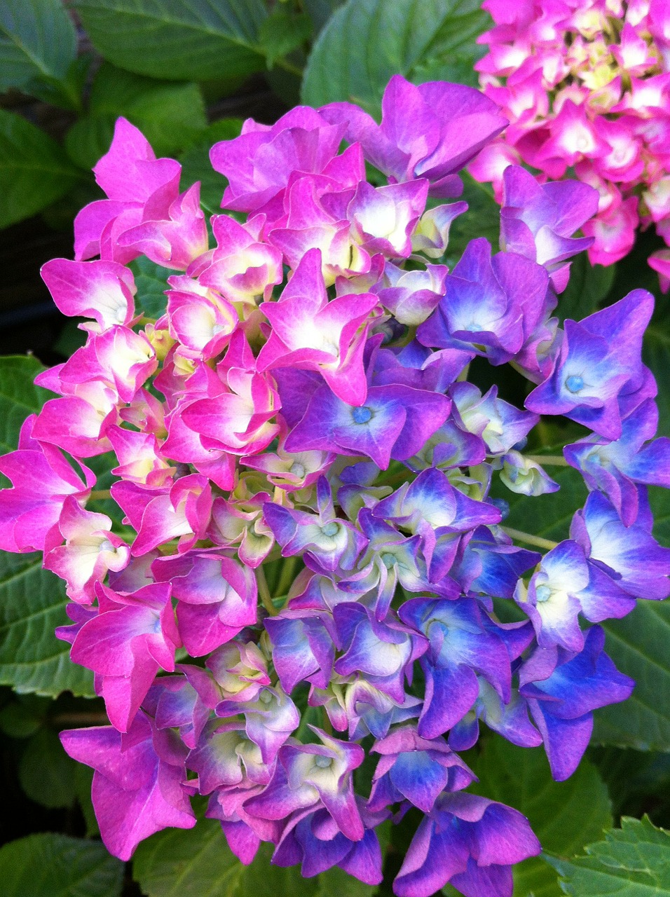 hydrangea-247253_1280