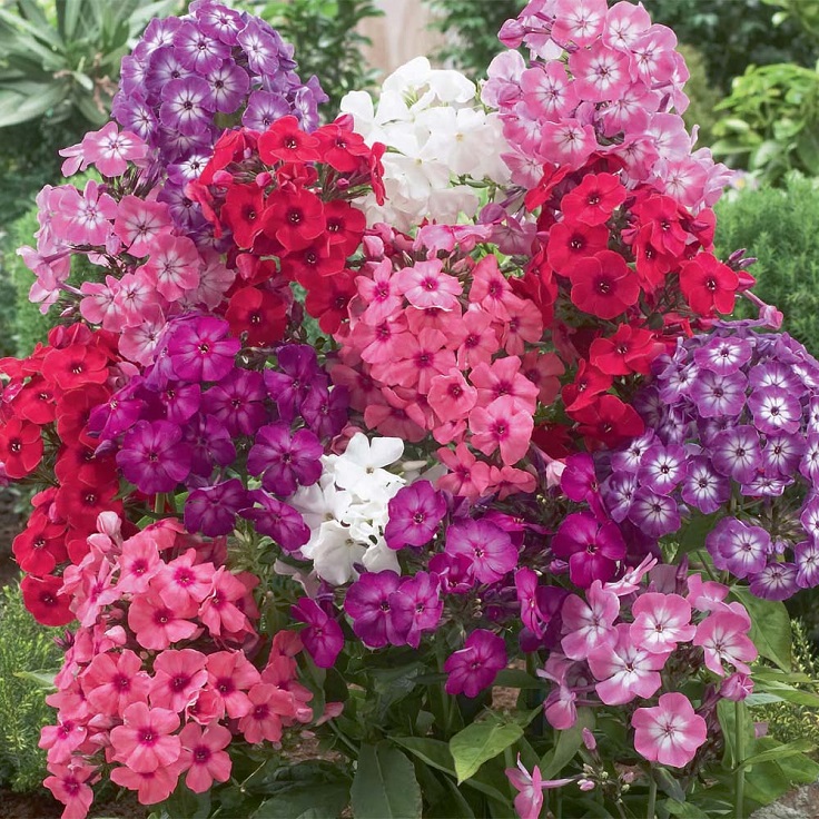 tall-garden-phlox