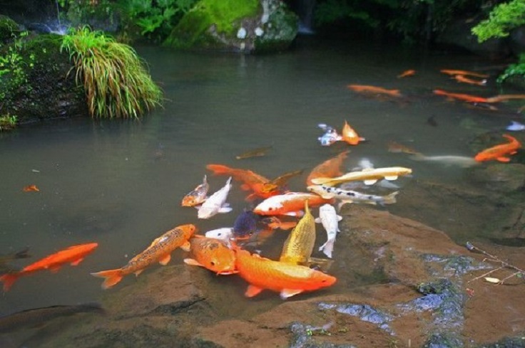 10-Koi-Carp-Pond