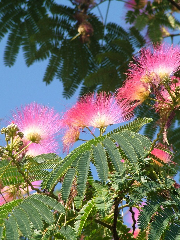 Albizia-julibrissin