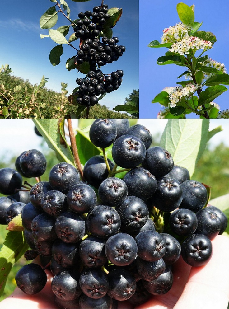 Aronia-melanocarpa