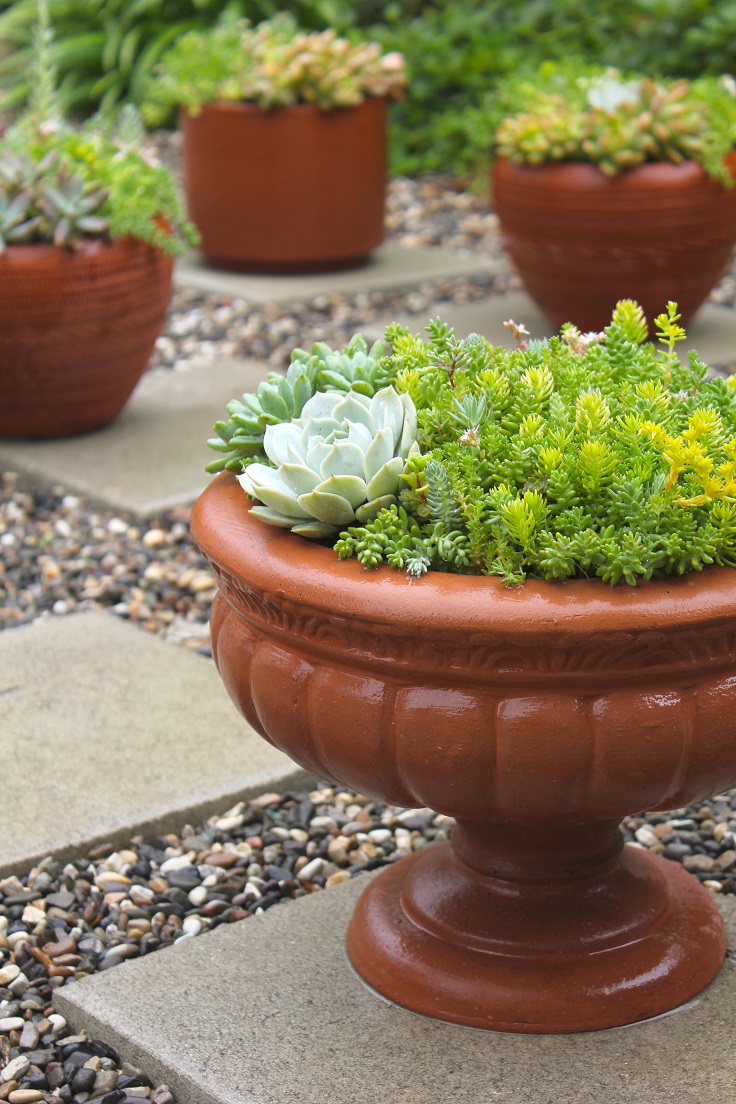 Arranging-eco-friendly-succulents-in-planters-and-making-them-look-fuller