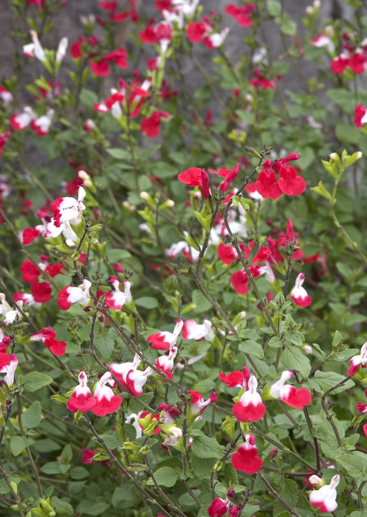 Blackcurrant-sage-salvia