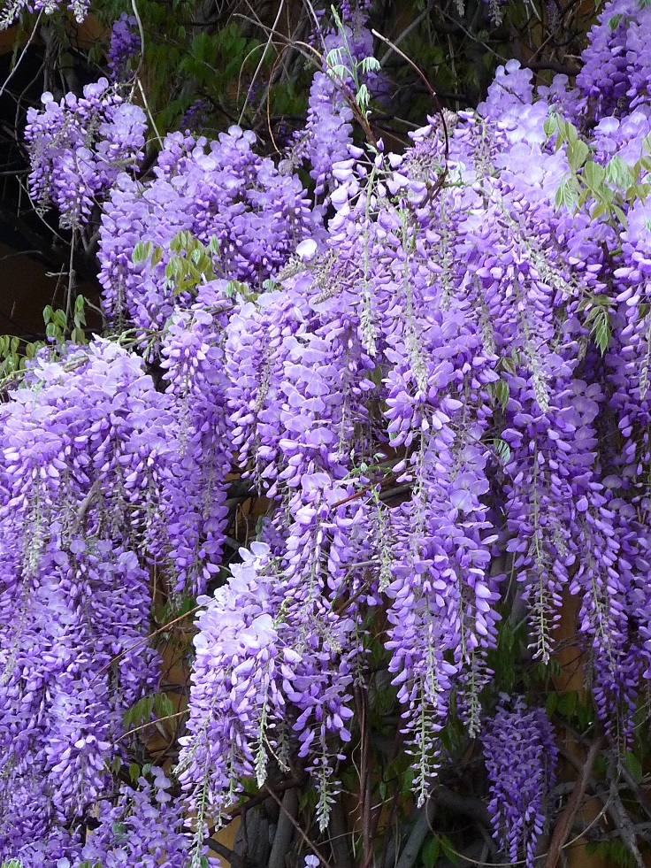 Bolusanthus-speciosus