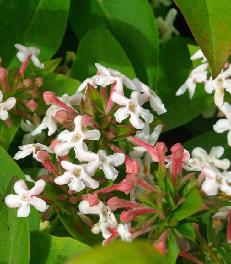 Brida-Bouquet-Abelia