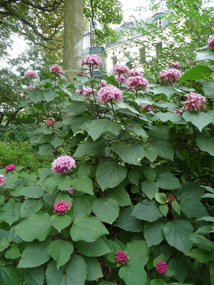 Clerodendrum-bungei