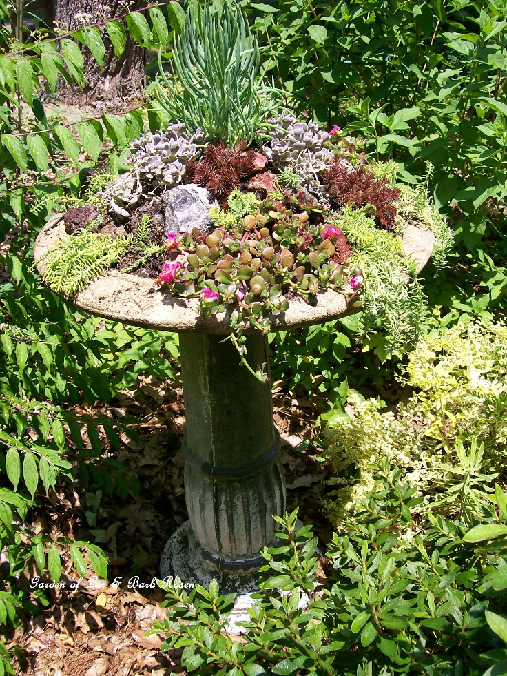 Create-your-own-succulent-garden-birdbath