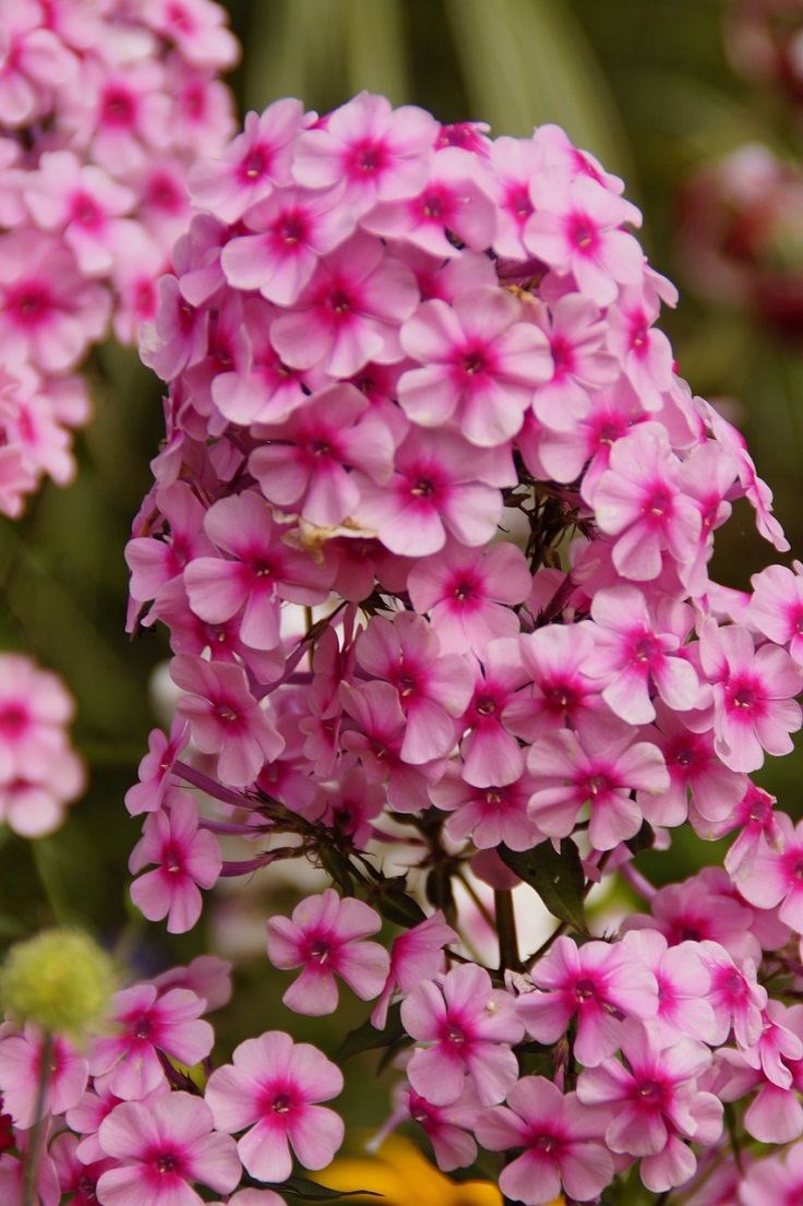 Garden-Phlox1