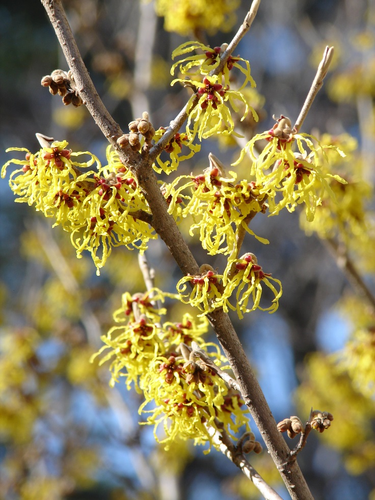 Hamamelis-x-intermedia