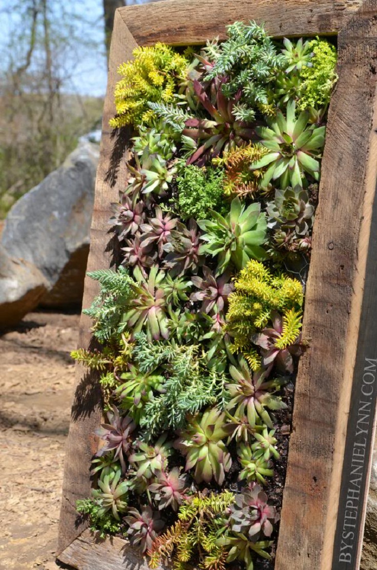 TOP 10 DIY Outdoor Succulent Garden Ideas - Page 8 of 10 - Top Inspired