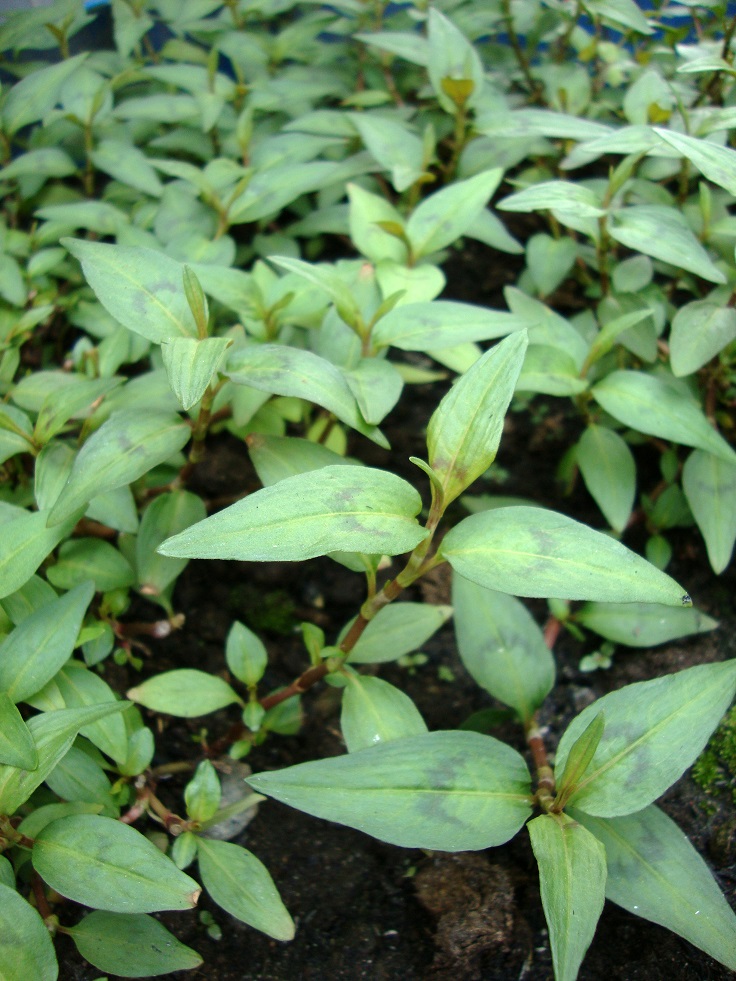 Persicaria-odorata