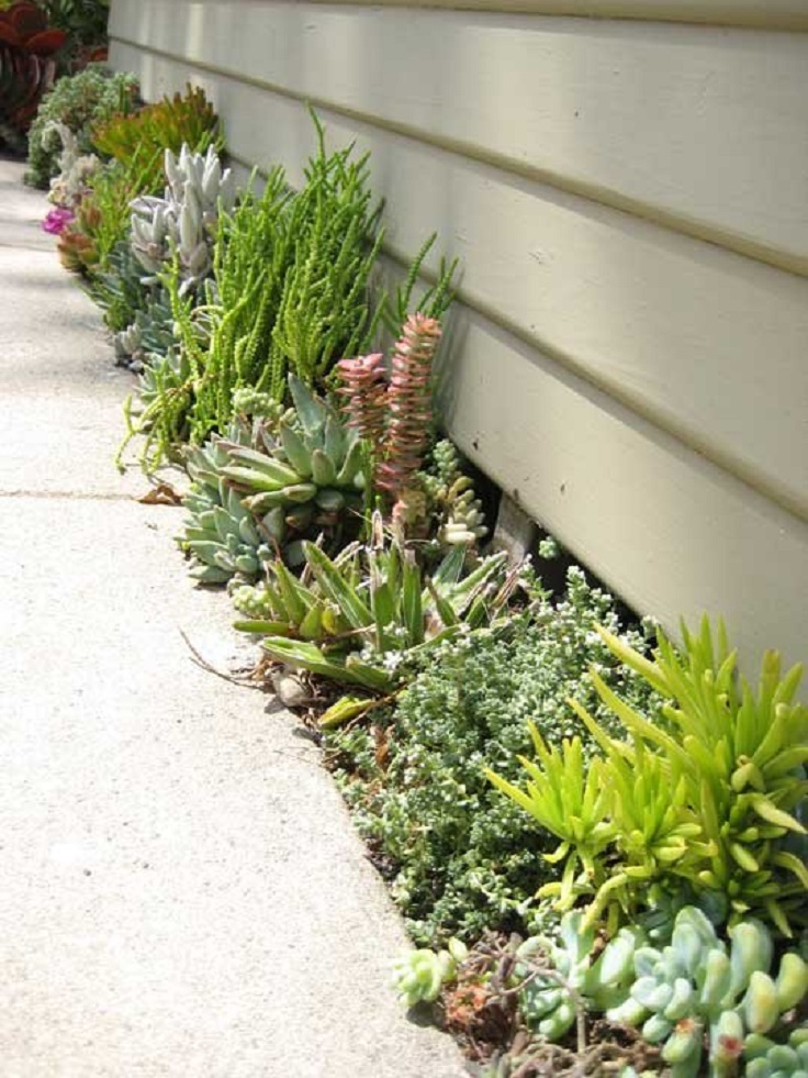 Really-Small-Succulent-Garden