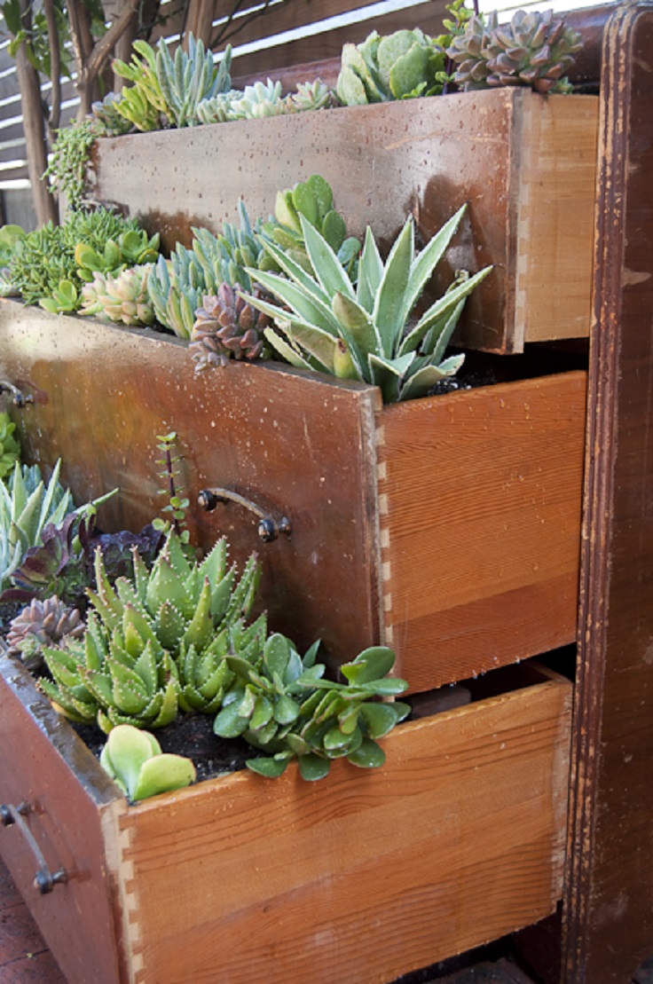 Succulent-Dresser