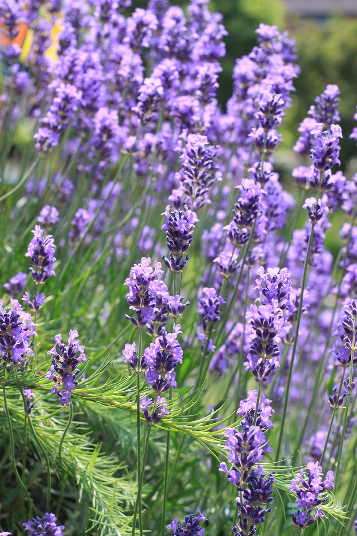 TOP 10 Scented Plants That Will Make Your Garden a Fragrant Paradise