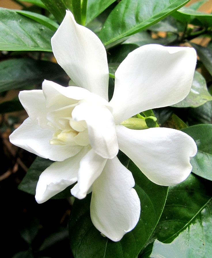 gardenia