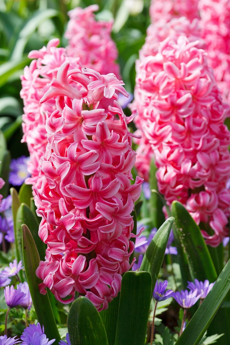 hyacinth