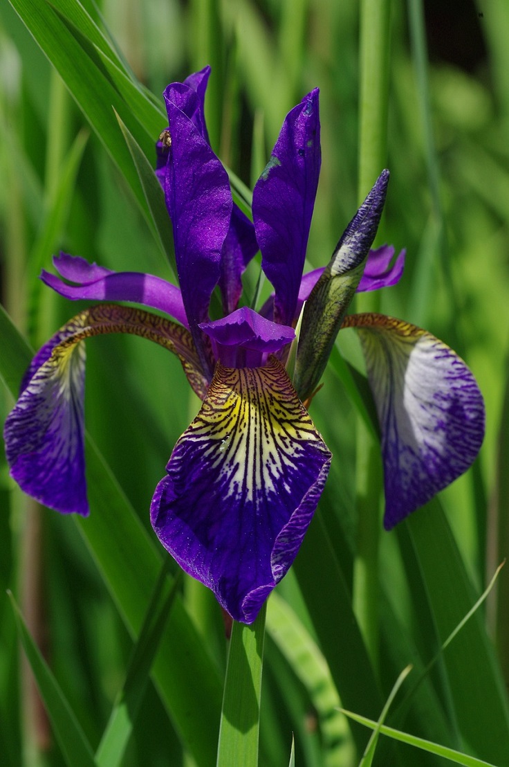 iris