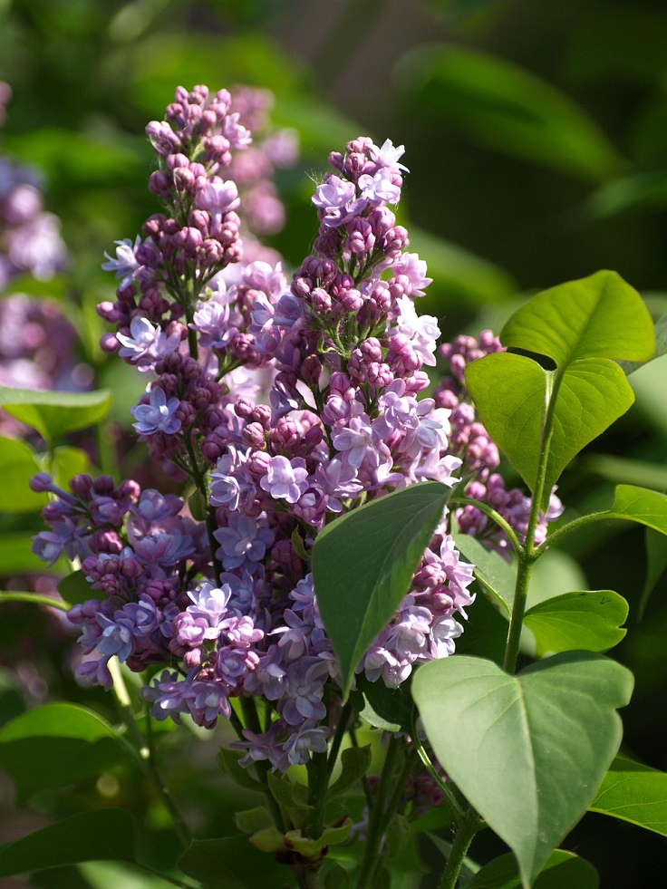 TOP 10 Scented Plants That Will Make Your Garden a Fragrant Paradise