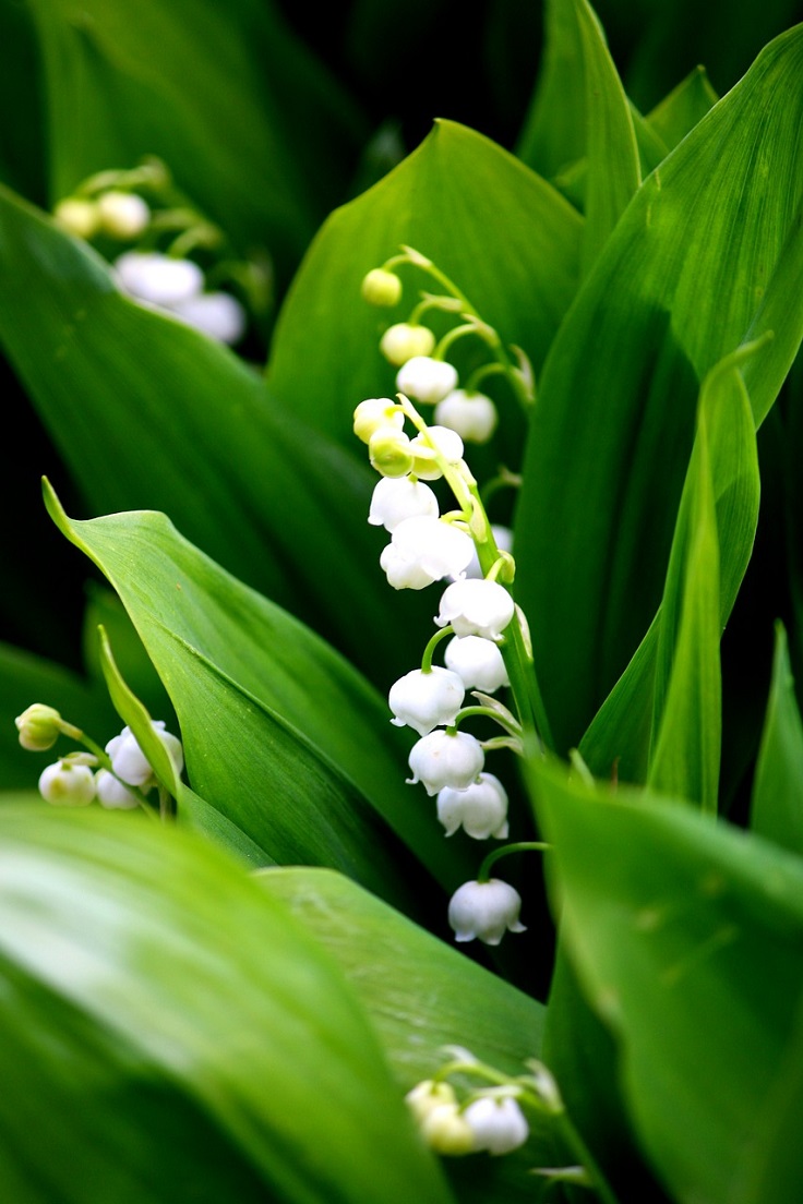 lily-of-the-valley