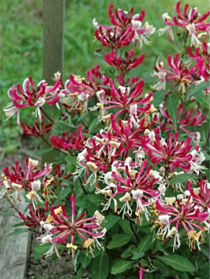 lonicera