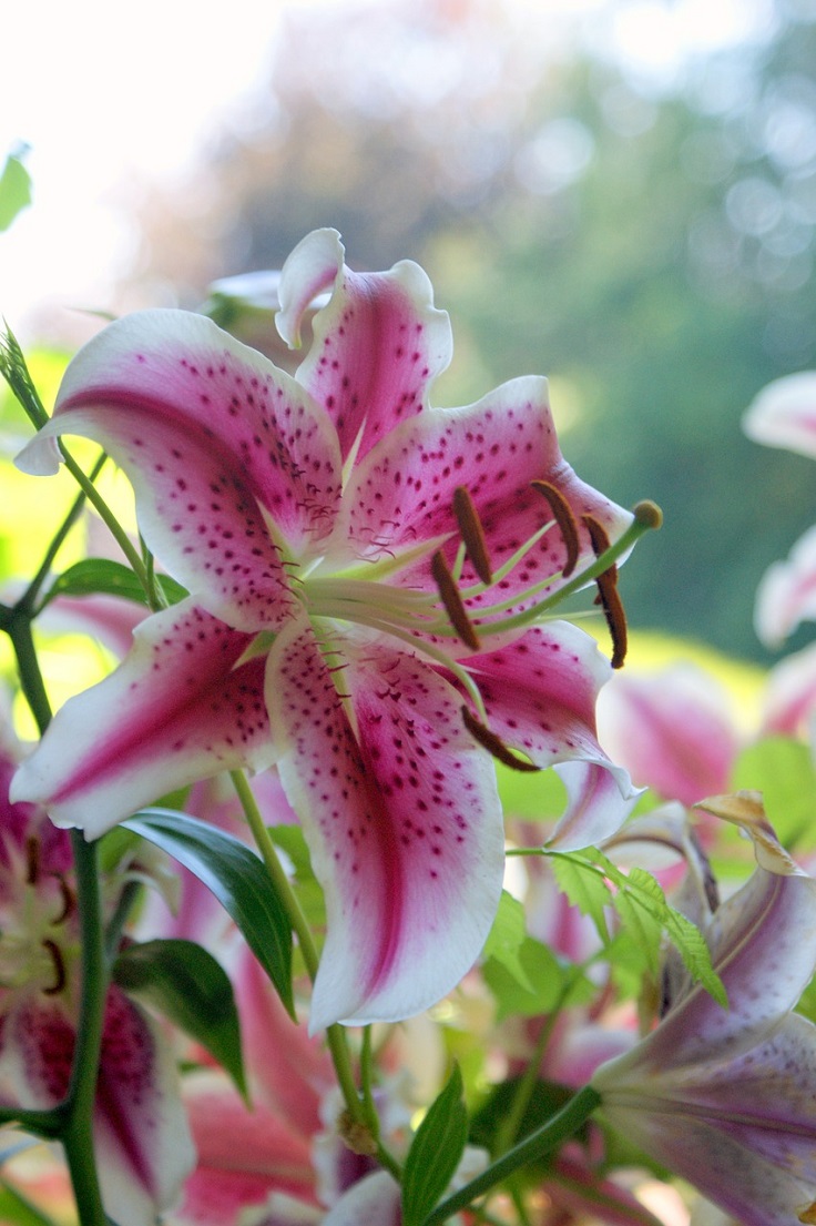 oriental-lily