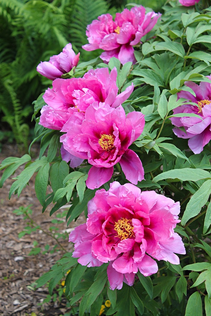 peony