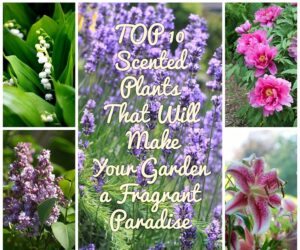 TOP 10 Scented Plants That Will Make Your Garden a Fragrant Paradise