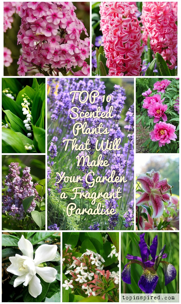 TOP 10 Scented Plants That Will Make Your Garden a Fragrant Paradise | Top Inspired