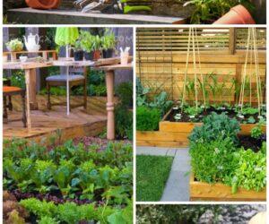 Top 10 Tips on Starting Your Own Vegetable Garden