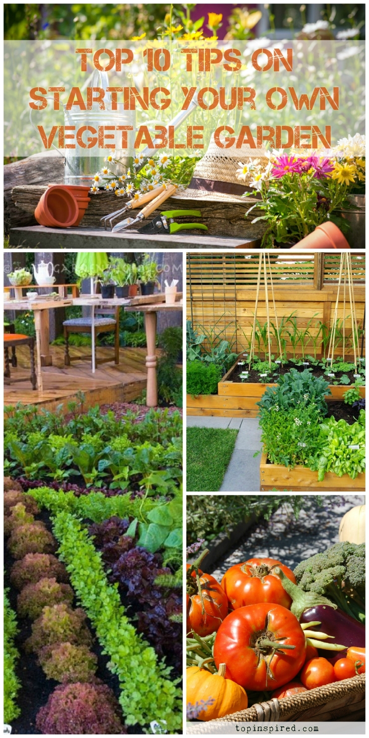 TOP 10 Tips on Starting Your Own Vegetable Garden | Top Inspired