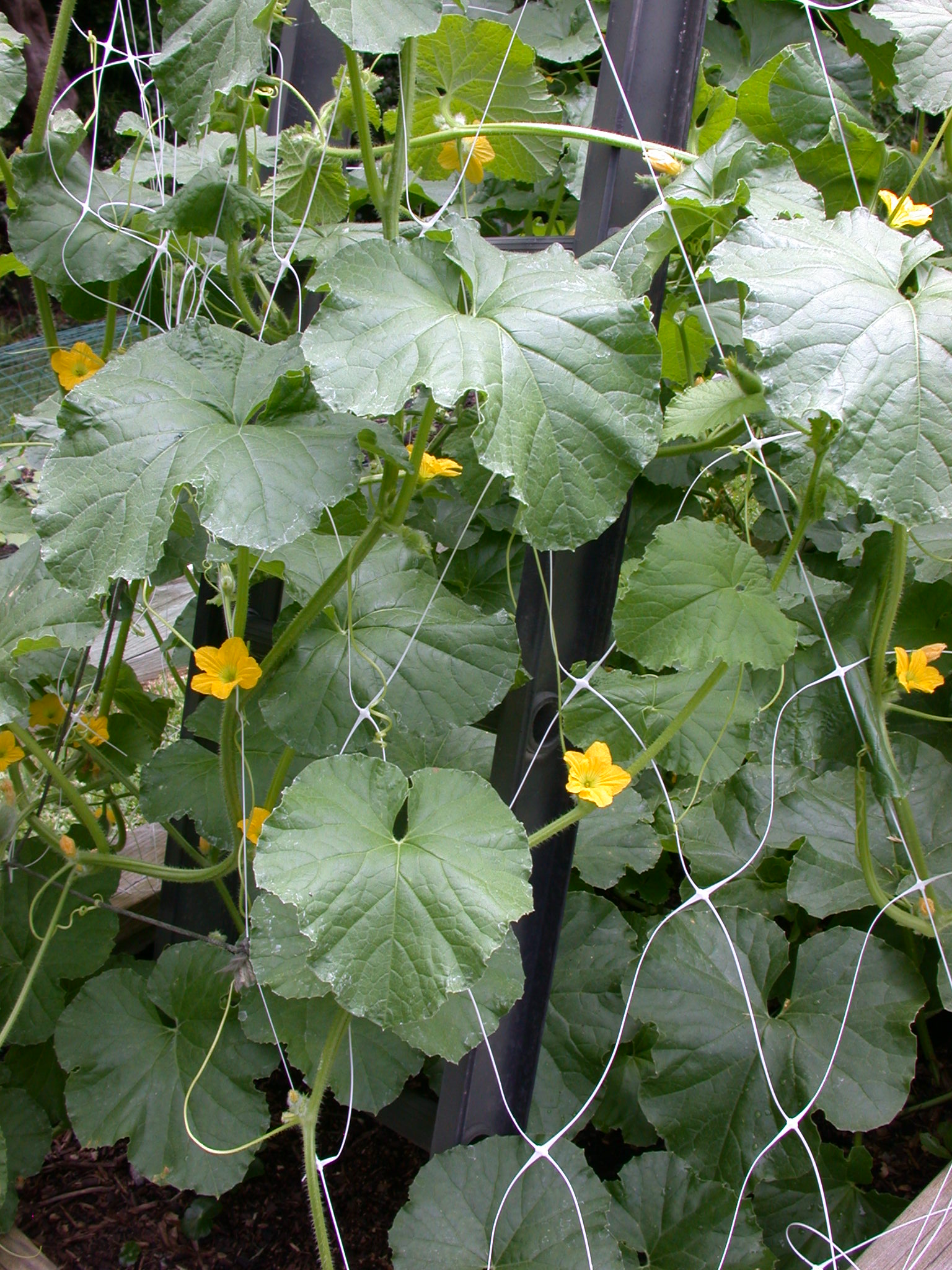 cantaloupe seedlings cantaloupe seedlings