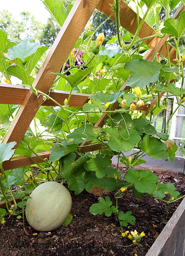 Fertilizing-Cantaloupes