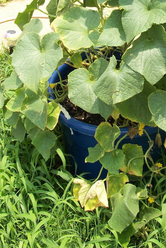 Growing-Cantaloupes-in-containers1