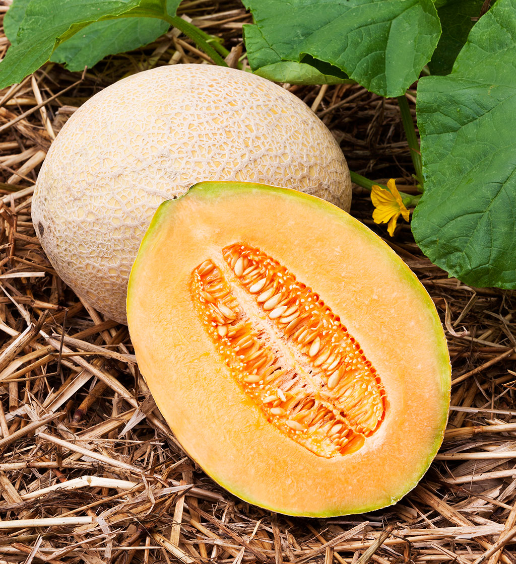 TOP 10 Tips and Advice on How to Grow Cantaloupes | Top Inspired