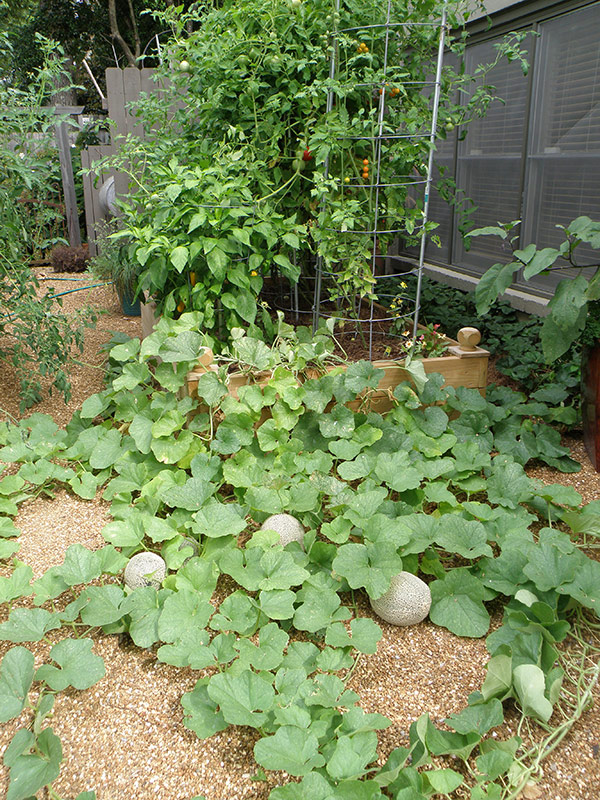 Watering-Cantaloupes