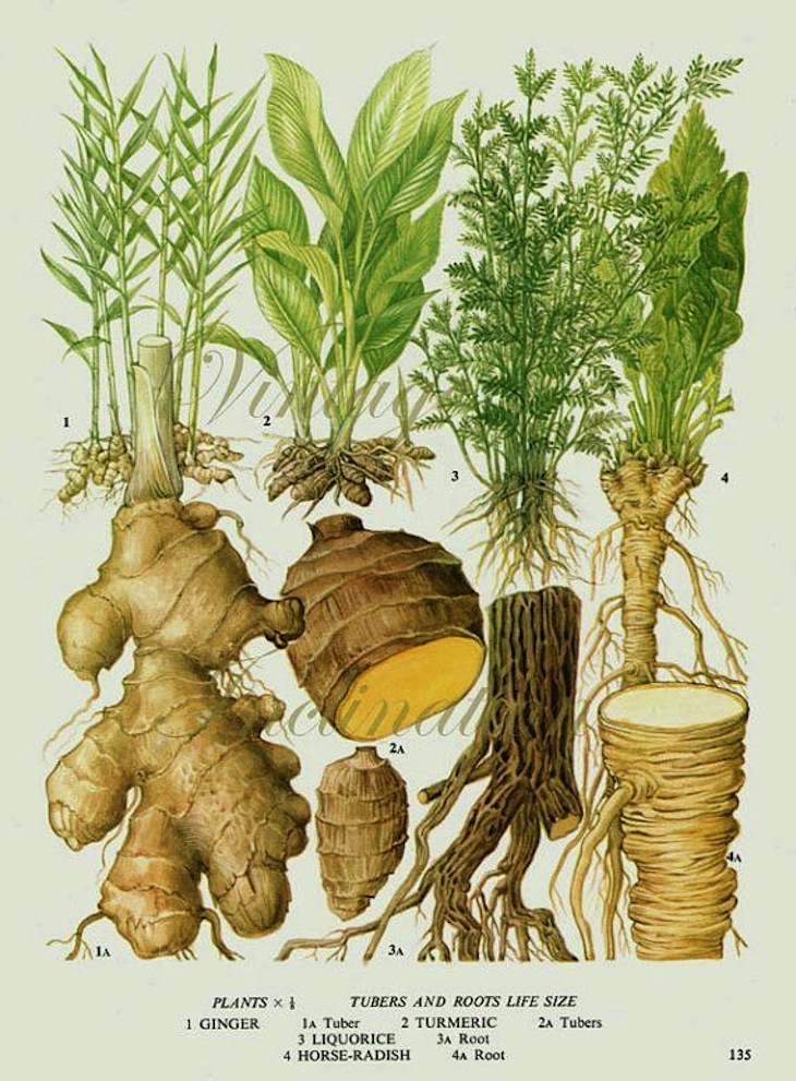 Top 10 Healing Ayurvedic Spices