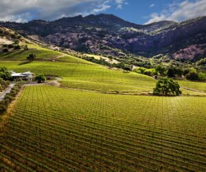 Top 10 Best Vineyards In Napa Valley To Visit