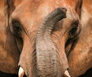 Top 10 Differences Between African and Asian Elephants