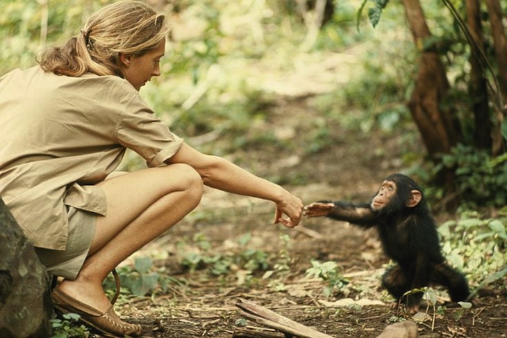 TOP 10 Things to know about Jane Goodall | Top Inspired