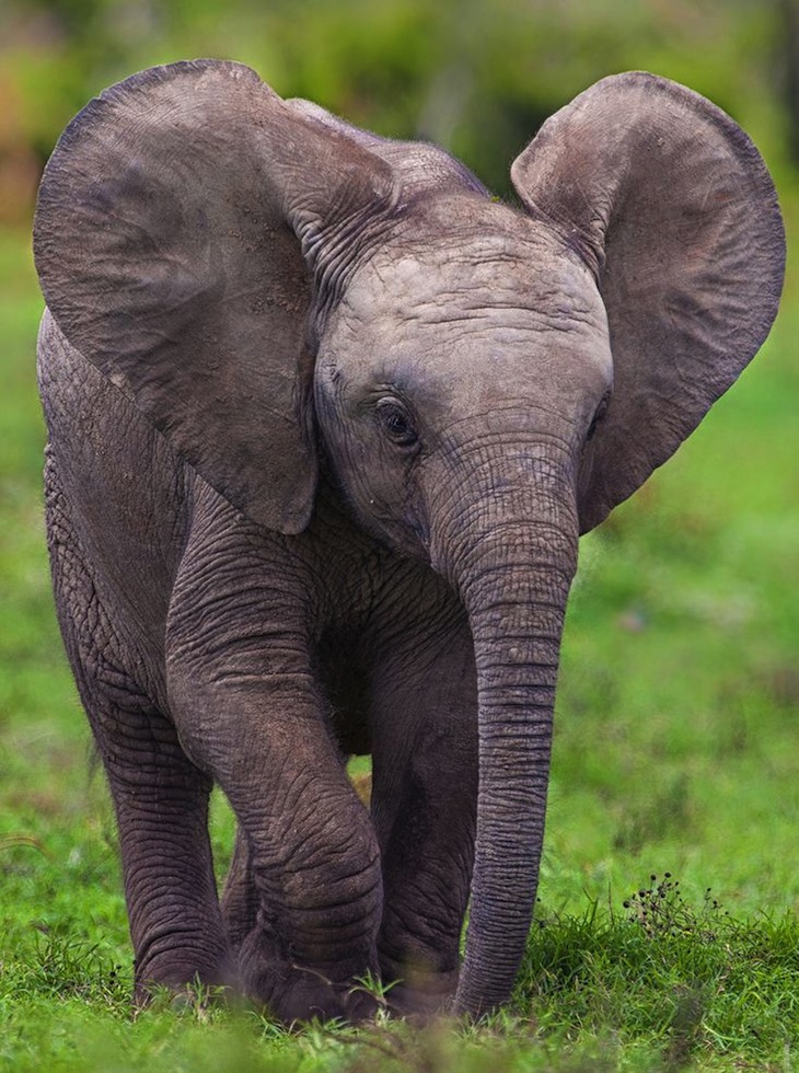 Slashcasual: African Elephant Ears