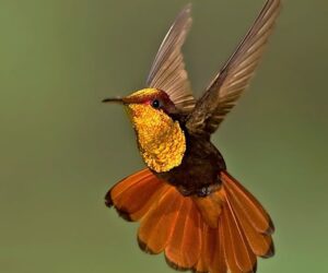 Top 10 Best Birdwatching Spots around the World