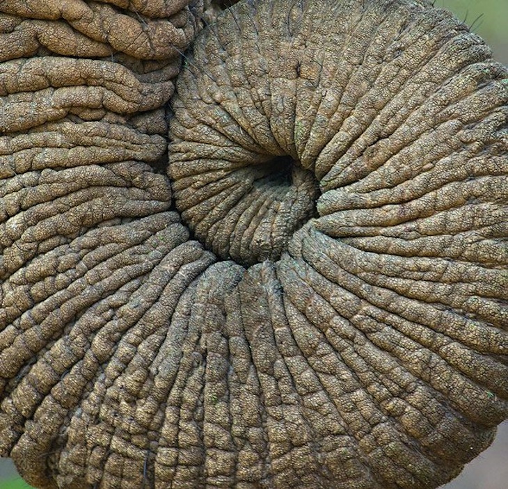 top-10-trunk